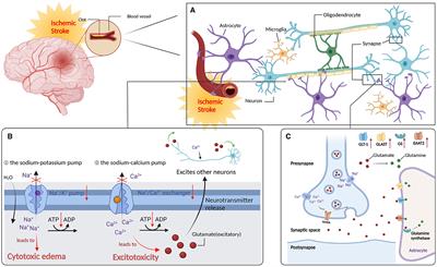 Mobilizing endogenous neuroprotection: the mechanism of the protective effect of acupuncture on the brain after stroke